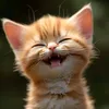 felinosengracados