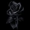 enryking44