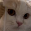 lomy.chan