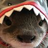 cookies_ss05