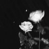 buttercup.505