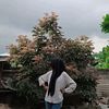 asni575