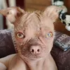 zero.hairless.pero