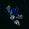 sonic_enjoyer1235
