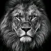 alaa72346