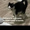 Chismesexpress228