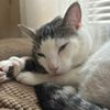 ameliathecatlover999