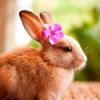 arnab_comel_