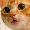 bajiecat