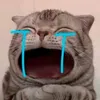 tm.nguyn.ch98