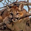 bear_themountainlion