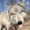 imrunningwithmypawss