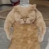 xenialimbu
