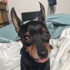 wolfiechickenw1ng