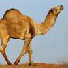 camelpeople