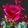 user7041859532801
