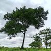 seinphyo236