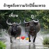 qab.zib45