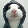 meoww12080