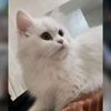 momo.22716