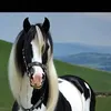 long.skie4