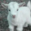 poddyyeanling