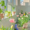 thaovi_284