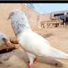 kaziam.ali8