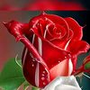 user0964693189
