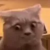 imalawrence