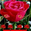 user68675070902931