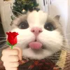 sew_ip