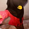 ataya_24_