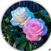 rana.asif4890
