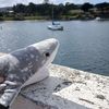 nayelli.luvs_sharks