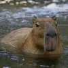 capybara4564