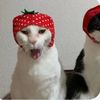 coraline_hazbuttons