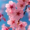 florencesimard69