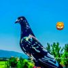 waqar.viki777