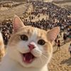 Funny pettime