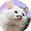 thecat_milka