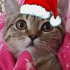 muziacat