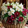 shan058349