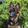 Katana GSD