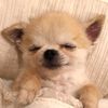 chi_hua_hua0722