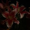 grifaxz_lis09