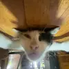 xrealy4