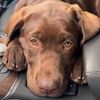 cocoapuffwinston