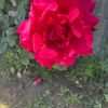 iris.maldonado61
