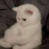 rana.hadi0946